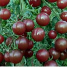 120 Seeds Chocolate Cherry Tomato Seeds Super Sweet Heirloom Rare