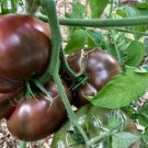10 Seeds Cherokee Purple Tomato Seeds Heirloom Nongmo Organic