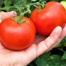 30 Seeds Moneymaker Tomato Seeds Heirloom Organic Non Gmo Fresh