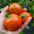 25 Seeds Turkish Orange Eggplant Seeds Heirloom Organic Non Gmo Fresh