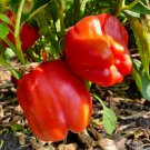 30 Seeds Giant Red Bell Pepper Seeds Sweet Heirloom Organic Non Gmo