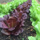 500 Seeds Red Romaine Lettuce Seeds Heirloom Organic Non Gmo