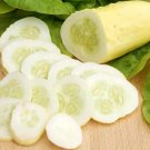 100 Seeds White Wonder Cucumber Seeds Heirloom Organic Non Gmo Rare