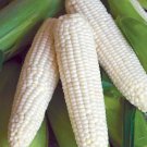 120 Seeds Truckers Favorite White Corn Non Gmo Heirloom Organic