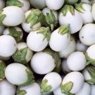 50 Seeds White Egg Eggplant Seeds Heirloom Organic Non Gmo Rare