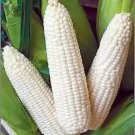 120 Seeds Truckers Favorite White Corn Non Gmo Heirloom Organic Fresh