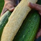 24 Seeds Luffa Gourd Seeds Loofah Sponge Gourd Dishcloth Gourd Large Rare