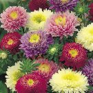 500 Seeds Powder Puff Aster Seeds Rainbow Mix Chrysanthemum Fresh Cut Flowers