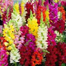 3000 Seeds Snapdragon Tall Mix Seeds Tall Flower Bright Mixed Colors