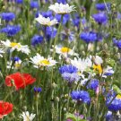 1000 Seeds Red White & Blue Wildflower Mix The Patriotic Patch