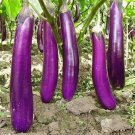 400 Seeds Long Purple Eggplant Seeds Heirloom Organic ~ Nongmo