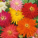 200 Seeds Cactus Flowered Zinnia Mix Heat Drought Tolerant Fresh