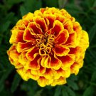 300 Seeds French Marigold Dwarf Naughty Marietta Heirloom