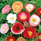 Poppy Double Shirley Red 1000 Seeds Seeds