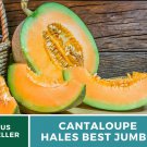 25 Seeds Hales Best Jumbo Cantaloupe Seeds Large Heirloom Organic Non Gmo
