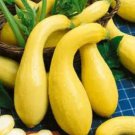 100 Seeds Yellow Crookneck Squash Seeds Golden Summer Heirloom Non Gmo Fresh