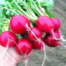 100 Seeds Cherry Belle Radish Seeds Heirloom Organic Non Gmo Fresh