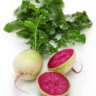 100 Seeds Watermelon Radish Seeds Non Gmo Heirloom Organic Fresh