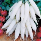 50 Seeds White Icicle Radish Seeds Heirloom Organic Non Gmo Fresh Rare