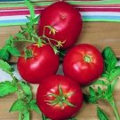 10 Seeds Ace Seeds Tomato Seeds Heirloom Non Gmo Fresh