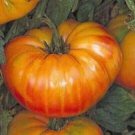 10 Seeds Pineapple Tomato Seeds Heirloom Organic Non Gmo Fresh Rare