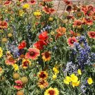 1000 Seeds Wildflower Mix Seeds Drought Resistant 25 Species Dry Area Nongmo