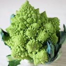1000 Seeds Romanesco Broccoli Seeds Non Gmo Heirloom Organic Fresh