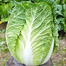 1000 Seeds Kyoto No 3 Seeds Japanese Napa Cabbage Seeds Chinese Lettuce Bok Choy Asian