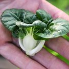 1000 Seeds Cabbage Seeds Pak Choi Extra Dwarf White Stem Heirloom Rare