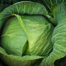 400 Seeds Cabbage Seeds Brunswick Heirloom Non Gmo Fresh