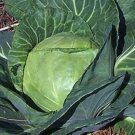 1000 Seeds Late Flat Dutch Cabbage Seeds Heirloom Non Gmo Fresh