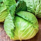 1000 Seeds Golden Acre Cabbage Seeds Heirloom Non Gmo Fresh