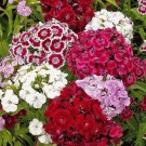 400 Seeds Sweet William Seeds Dianthus Perennial Mixed Colors Fragrant