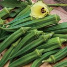 100 Seeds Emerald Okra Seeds Heirloom Non Gmo Fresh