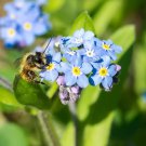 200 Seeds Forget Me Not Seeds Early Bloom Perennial Non Gmo Fresh