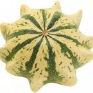 30 Seeds Crown Of Thorns Shenot Gourd Seeds Squash Heirloom Organic Non Gmo