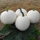 20 Seeds Casper White Pumpkin Seeds Nongmo Rare Fresh