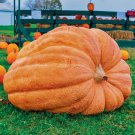 10 Seeds Dill'S Atlantic Giant Pumpkin Seeds Heirloom World Record Non Gmo
