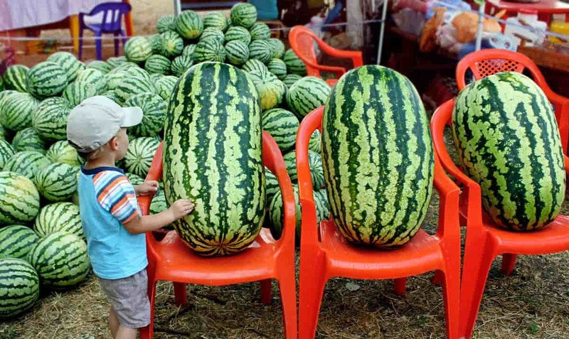 24 Seeds Congo Watermelon Seeds Large Non Gmo Heirloom Organic Rare
