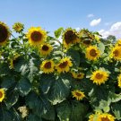 100 Seeds Sunflower Seeds Black Oil Heirloom Nongmo Fresh