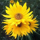 100 Seeds Maximilian Sunflower Seeds Perennial Heirloom Non Gmo 7' Tall