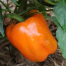 120 Seeds Orange Sun Sweet Bell Pepper Seeds Heirloom Nongmo Fresh