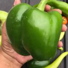 100 Seeds Giant Keystone Resistant Sweet Heirloom Organic Non Gmo Fresh
