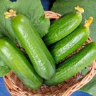 100 Seeds Muncher Cucumber Seeds Organic Heirloom Non Gmo Fresh