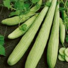 50 Seeds Armenian Yard Long Cucumber Seeds Non Gmo Organic Heirloom Fresh