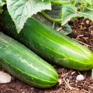 100 Seeds Ashley Long Cucumber Seeds Heirloom Non Gmo Organic Fresh