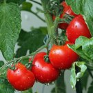120 Seeds Ace 55 Tomato Seeds Heirloom Non Gmo Fresh