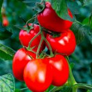 120 Seeds Rio Grande Tomato Seeds Organic Heirloom Non Gmo Fresh