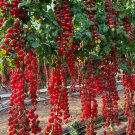 100 Seeds Waterfall Tomatoes Seeds Sweet High Yield Heirloom Organic Rare