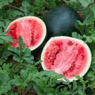 25 Seeds Sugar Baby Watermelon Seeds Super Sweet Heirloom Non Gmo